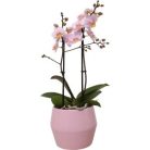Phalenopsis Orchidea kaspóval