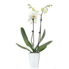 Phalenopsis Orchidea kaspóval