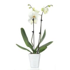 Phalenopsis Orchidea kaspóval