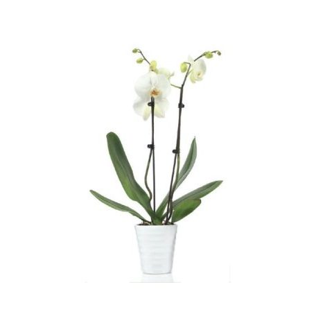 Phalenopsis Orchidea kaspóval